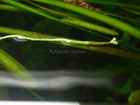 /album/i-miei-acquari1/vallisneria-spiralis-4-c-jpg/